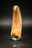 04942 - Top Huge Massive 2.71 Inch Spinosaurus Dinosaur Tooth Cretaceous