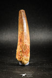 04942 - Top Huge Massive 2.71 Inch Spinosaurus Dinosaur Tooth Cretaceous