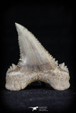 20541 - Strongly Serrated 1.41 Inch Palaeocarcharodon orientalis (Pygmy white Shark) Tooth