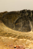 30710 - Top Beautiful 3.22 Inch Reedops sp Lower Devonian Trilobite