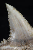 20541 - Strongly Serrated 1.41 Inch Palaeocarcharodon orientalis (Pygmy white Shark) Tooth