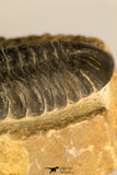 30710 - Top Beautiful 3.22 Inch Reedops sp Lower Devonian Trilobite