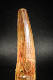 04942 - Top Huge Massive 2.71 Inch Spinosaurus Dinosaur Tooth Cretaceous