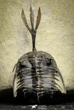 22019 - Museum Grade Trident 1.93 Inch Walliserops trifurcatus Middle Devonian Trilobite