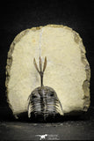 22019 - Museum Grade Trident 1.93 Inch Walliserops trifurcatus Middle Devonian Trilobite