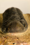 30710 - Top Beautiful 3.22 Inch Reedops sp Lower Devonian Trilobite