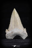 20542 - Strongly Serrated 1.54 Inch Palaeocarcharodon orientalis (Pygmy white Shark) Tooth