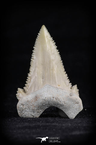 20542 - Strongly Serrated 1.54 Inch Palaeocarcharodon orientalis (Pygmy white Shark) Tooth