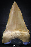 22425 - Collection of 8 Palaeocarcharodon orientalis (Pygmy white Shark) Teeth