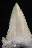 20542 - Strongly Serrated 1.54 Inch Palaeocarcharodon orientalis (Pygmy white Shark) Tooth