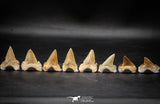 22425 - Collection of 8 Palaeocarcharodon orientalis (Pygmy white Shark) Teeth