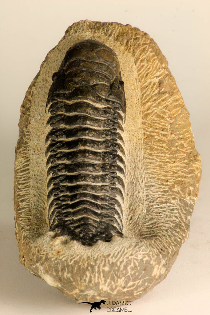 30711 - Well Preserved 3.37 Inch Crotalocephalina (Crotalocephalus) gibbus Lower Devonian Trilobite