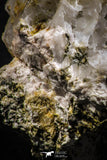 07618 -  Lustrous Yellow Green Apatite Crystal on Calcite Matrix - Imilchil (Morocco)