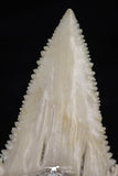 20542 - Strongly Serrated 1.54 Inch Palaeocarcharodon orientalis (Pygmy white Shark) Tooth
