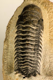 30711 - Well Preserved 3.37 Inch Crotalocephalina (Crotalocephalus) gibbus Lower Devonian Trilobite