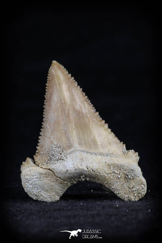 20543 - Strongly Serrated 1.41 Inch Palaeocarcharodon orientalis (Pygmy white Shark) Tooth