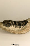 30711 - Well Preserved 3.37 Inch Crotalocephalina (Crotalocephalus) gibbus Lower Devonian Trilobite