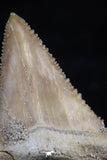 20543 - Strongly Serrated 1.41 Inch Palaeocarcharodon orientalis (Pygmy white Shark) Tooth