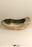 30711 - Well Preserved 3.37 Inch Crotalocephalina (Crotalocephalus) gibbus Lower Devonian Trilobite