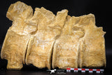 22426 - Museum Grade Association 4 Elasmosaurus (Zarafasaura oceanis) Vertebrae Bones