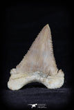 20543 - Strongly Serrated 1.41 Inch Palaeocarcharodon orientalis (Pygmy white Shark) Tooth