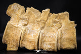 22426 - Museum Grade Association 4 Elasmosaurus (Zarafasaura oceanis) Vertebrae Bones