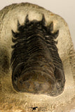 30711 - Well Preserved 3.37 Inch Crotalocephalina (Crotalocephalus) gibbus Lower Devonian Trilobite