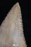 20543 - Strongly Serrated 1.41 Inch Palaeocarcharodon orientalis (Pygmy white Shark) Tooth