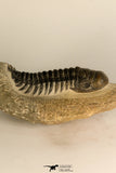 30711 - Well Preserved 3.37 Inch Crotalocephalina (Crotalocephalus) gibbus Lower Devonian Trilobite