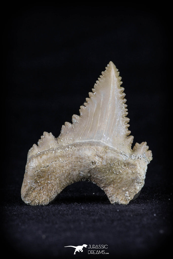 20544 - Strongly Serrated 1.39 Inch Palaeocarcharodon orientalis (Pygmy white Shark) Tooth