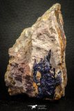 07619 - Beautiful Deep Blue Azurite Crystals on Carbonate Matrix - Kerrouchen (Morocco)