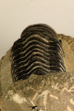 30711 - Well Preserved 3.37 Inch Crotalocephalina (Crotalocephalus) gibbus Lower Devonian Trilobite