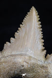 20544 - Strongly Serrated 1.39 Inch Palaeocarcharodon orientalis (Pygmy white Shark) Tooth