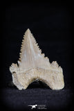 20544 - Strongly Serrated 1.39 Inch Palaeocarcharodon orientalis (Pygmy white Shark) Tooth