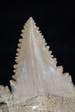 20544 - Strongly Serrated 1.39 Inch Palaeocarcharodon orientalis (Pygmy white Shark) Tooth