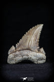 20545 - Strongly Serrated 1.28 Inch Palaeocarcharodon orientalis (Pygmy white Shark) Tooth