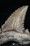 20545 - Strongly Serrated 1.28 Inch Palaeocarcharodon orientalis (Pygmy white Shark) Tooth