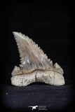 20545 - Strongly Serrated 1.28 Inch Palaeocarcharodon orientalis (Pygmy white Shark) Tooth