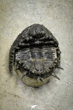 22020 - Top Quality Rare Akantharges mbareki Middle Devonian Trilobite