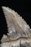 20545 - Strongly Serrated 1.28 Inch Palaeocarcharodon orientalis (Pygmy white Shark) Tooth