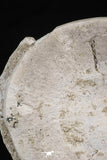 20546 - Top Huge 2.32 Inch Otodus obliquus Shark Vertebra Bone Paleocene