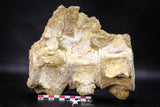 22427 - Museum Grade Association 3 Elasmosaurus (Zarafasaura oceanis) Vertebrae Bones