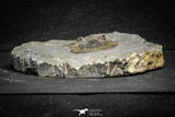 22021 - Top Quality 1.91 Inch Scabriscutellum sp Middle Devonian Trilobite