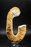 04944 - Stunning Heteromorph Ammonites Ancyloceras sp 4.57 Inch Lower Cretaceous