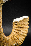 04944 - Stunning Heteromorph Ammonites Ancyloceras sp 4.57 Inch Lower Cretaceous