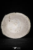 20547 - Top Huge 2.31 Inch Otodus obliquus Shark Vertebra Bone Paleocene