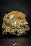 07621 -  Lustrous Yellow Green Apatite Crystals on Brecciated Matrix - Imilchil (Morocco)