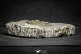 22021 - Top Quality 1.91 Inch Scabriscutellum sp Middle Devonian Trilobite