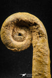 04945 - Stunning Heteromorph Ammonites Acrioceras sp 4.04 Inch Lower Cretaceous