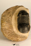 30714 - Top Beautiful 2.70 Inch Paralejurus spatuliformis Devonian Trilobite